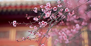 陳春花+陳明哲+張瑞敏：數字化時代的企業戰略新思維